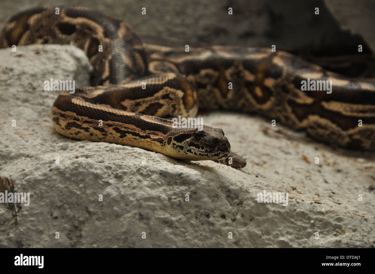 Boa dumerili strisciando sulle rocce e non di serpenti velenosi. Foto Stock