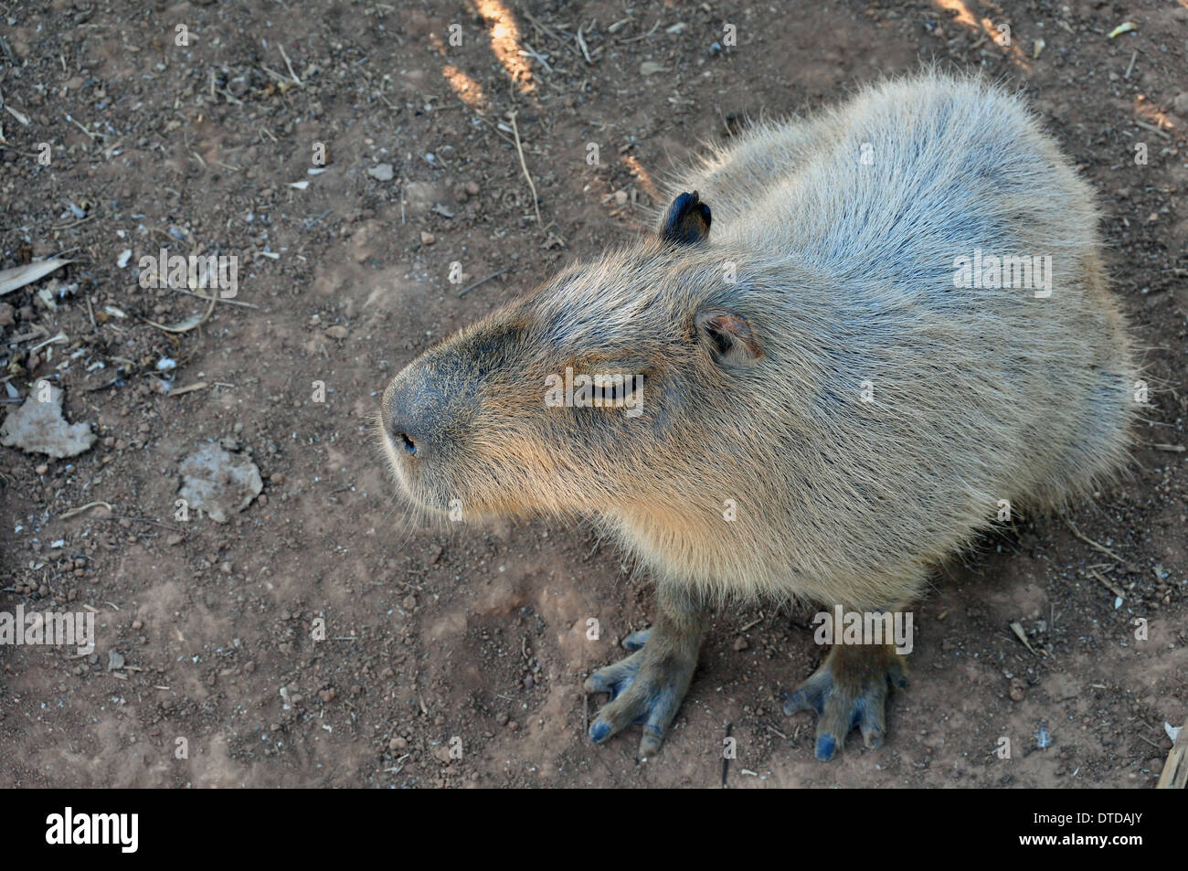 Vista dettagliata del capibara animale roditore più grande al mondo. Foto Stock