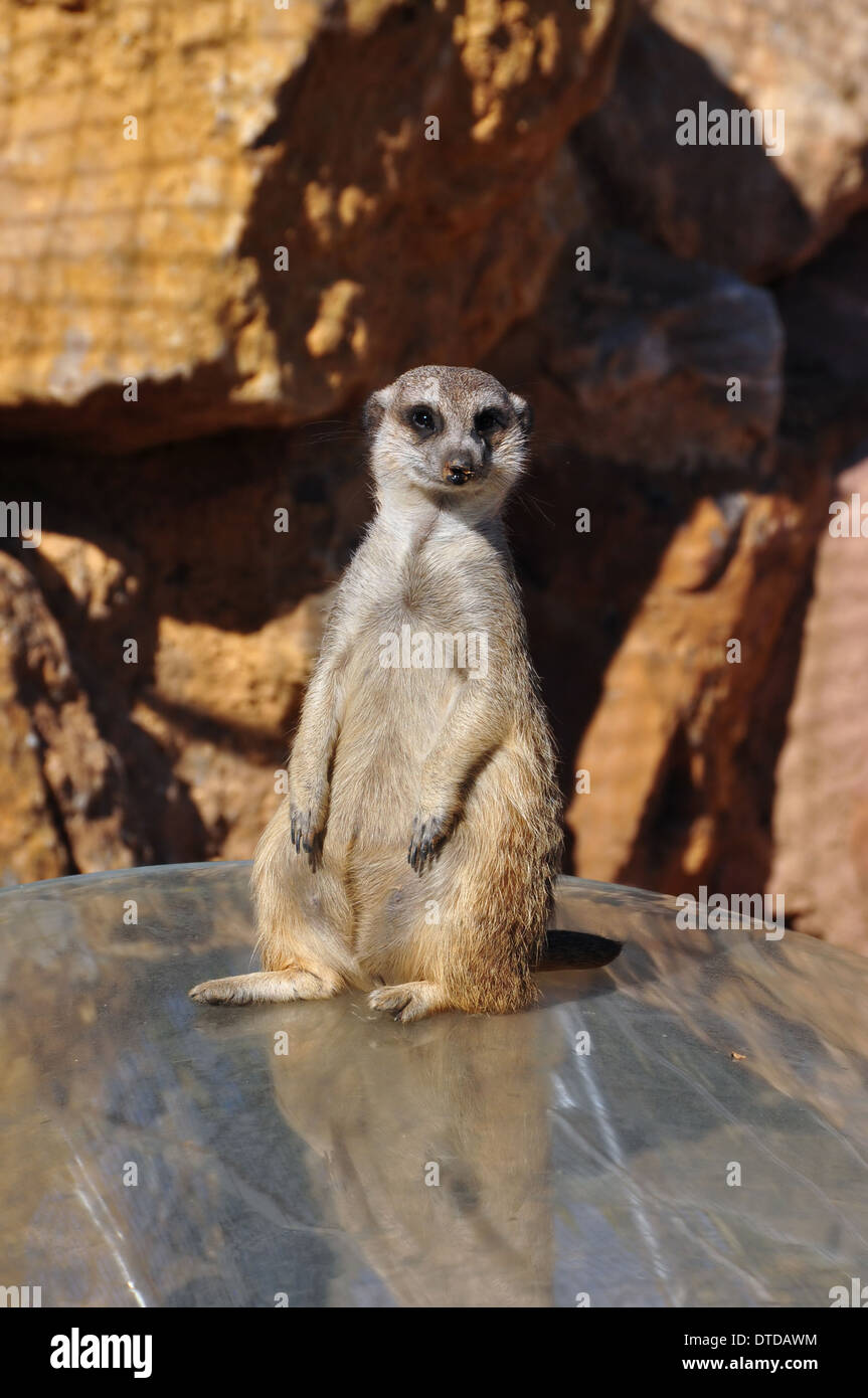 Divertente animale meerkat in piedi sulle zampe posteriori. Foto Stock