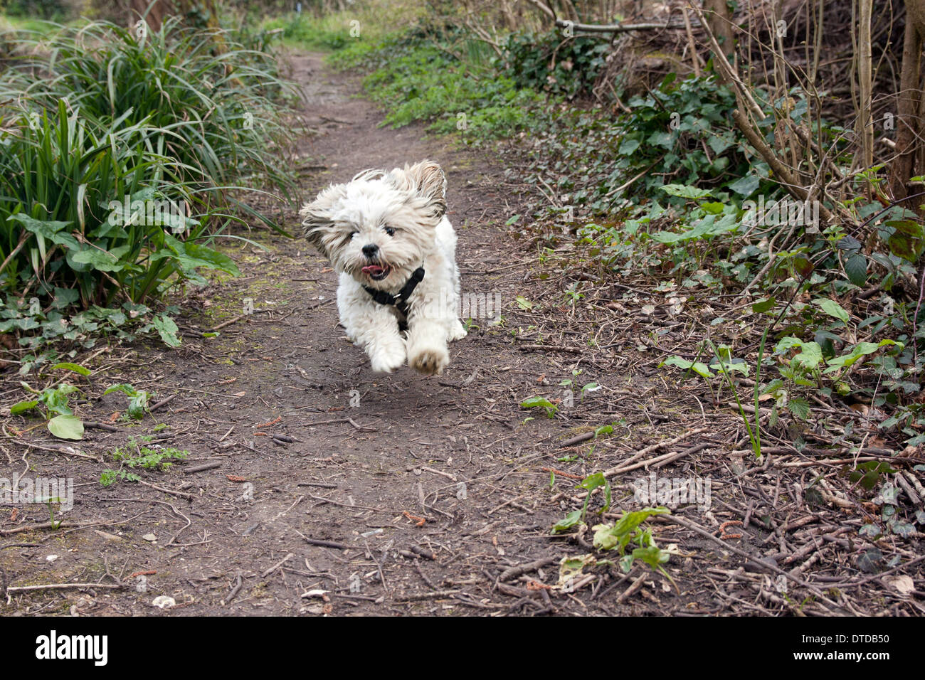 Shih tzu cucciolo, 6 mesi di età, in esecuzione Foto Stock
