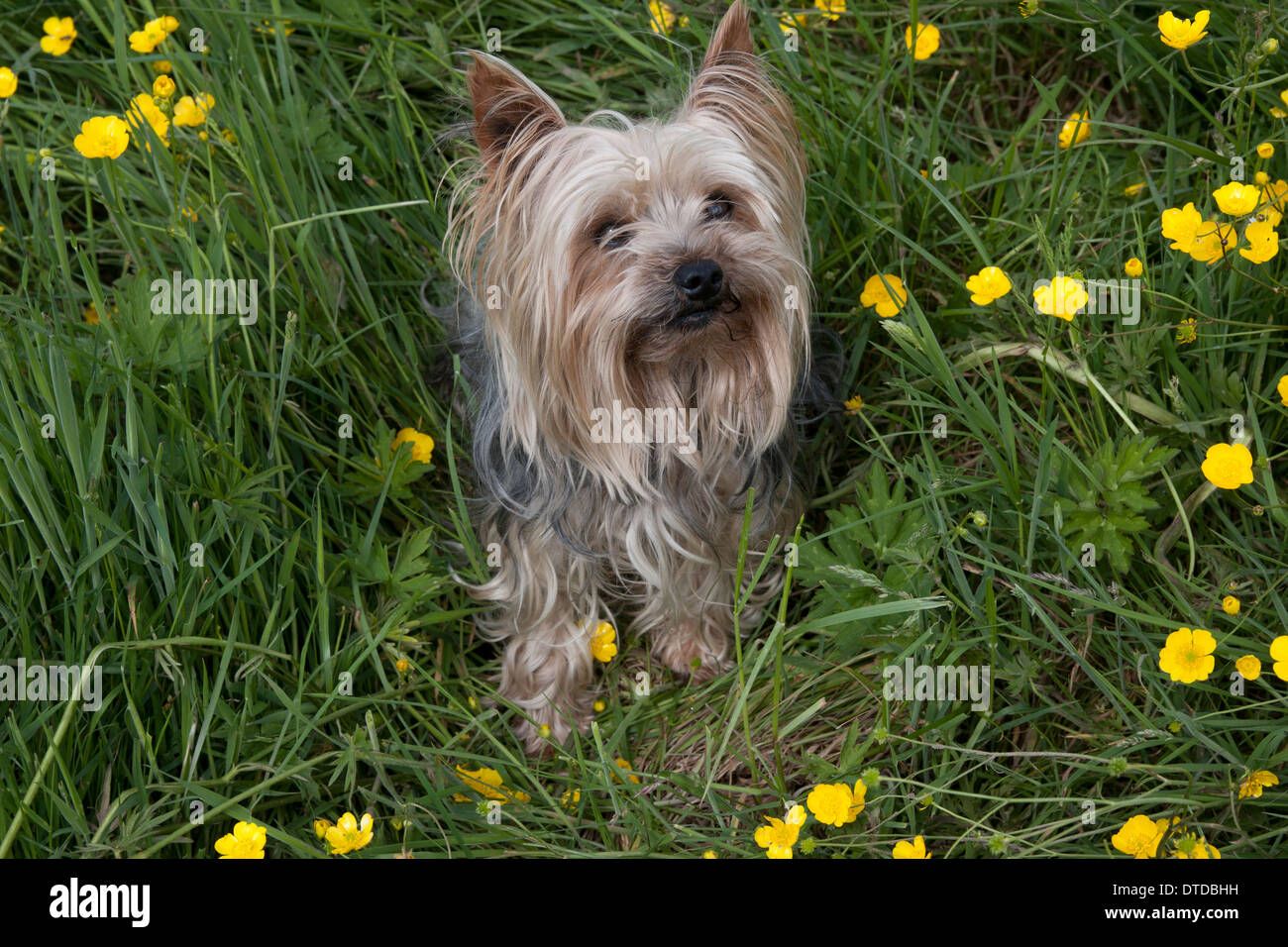 Yorkshire terrier, adulti Foto Stock