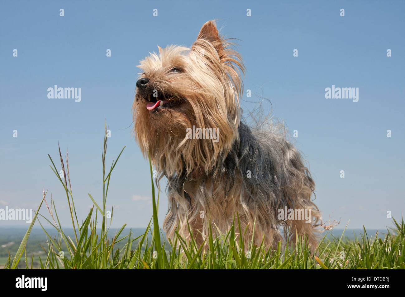 Yorkshire terrier su South Downs, East Sussex, Inghilterra Foto Stock