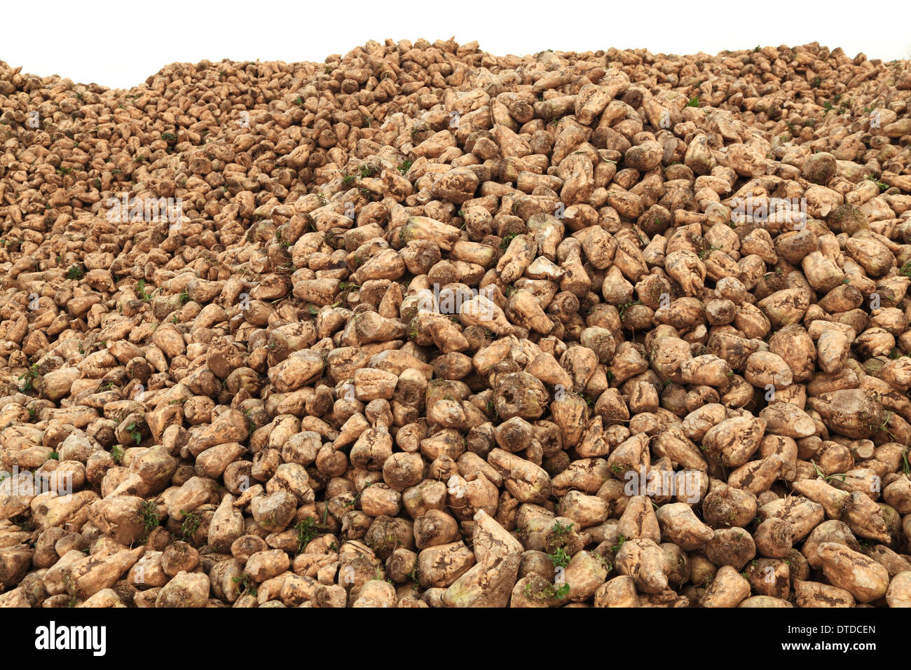 La barbabietola da zucchero, raccolte, Norfolk, Inghilterra raccolto di barbabietole da zucchero agricoltura Foto Stock