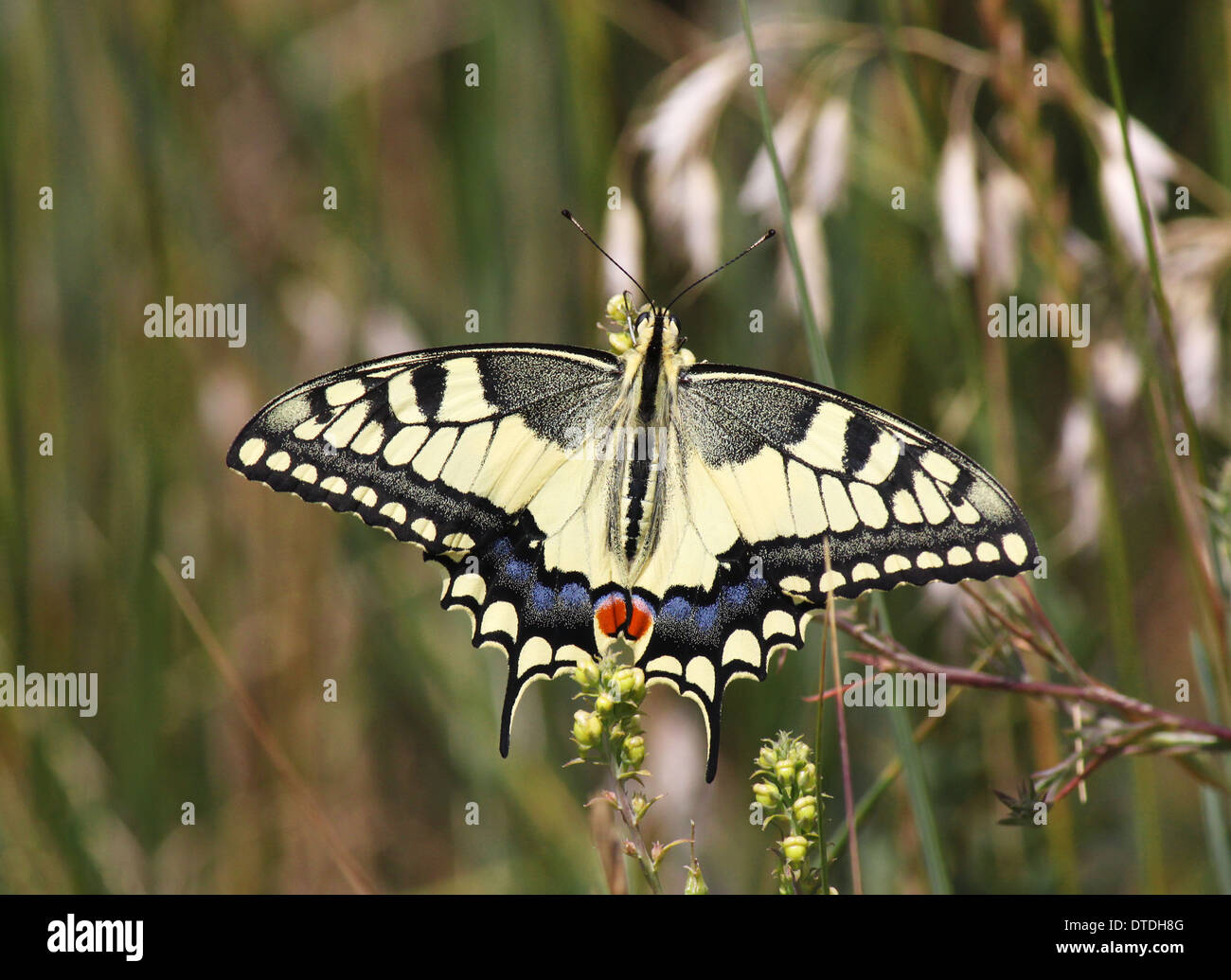 Papilio Machaon farfalla in erba Foto Stock