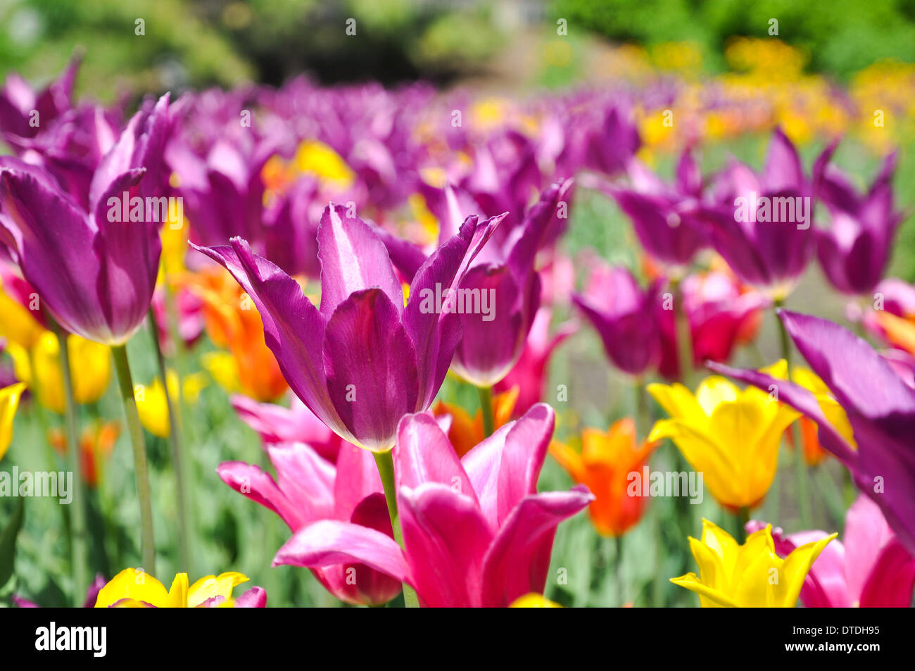 Campo di tulipani - viola, giallo e arancione delle lampadine Foto Stock