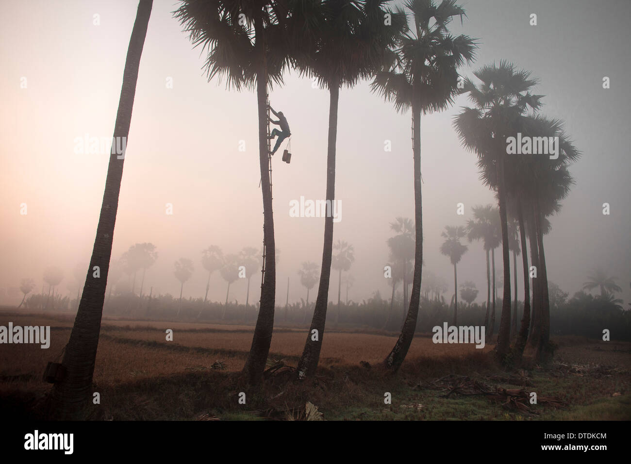 Palm tree agricoltori lavorano la mattina presto per ottenere la salvia per dopo che far bollire il liquido per trasformare in un tipo di birra Foto Stock