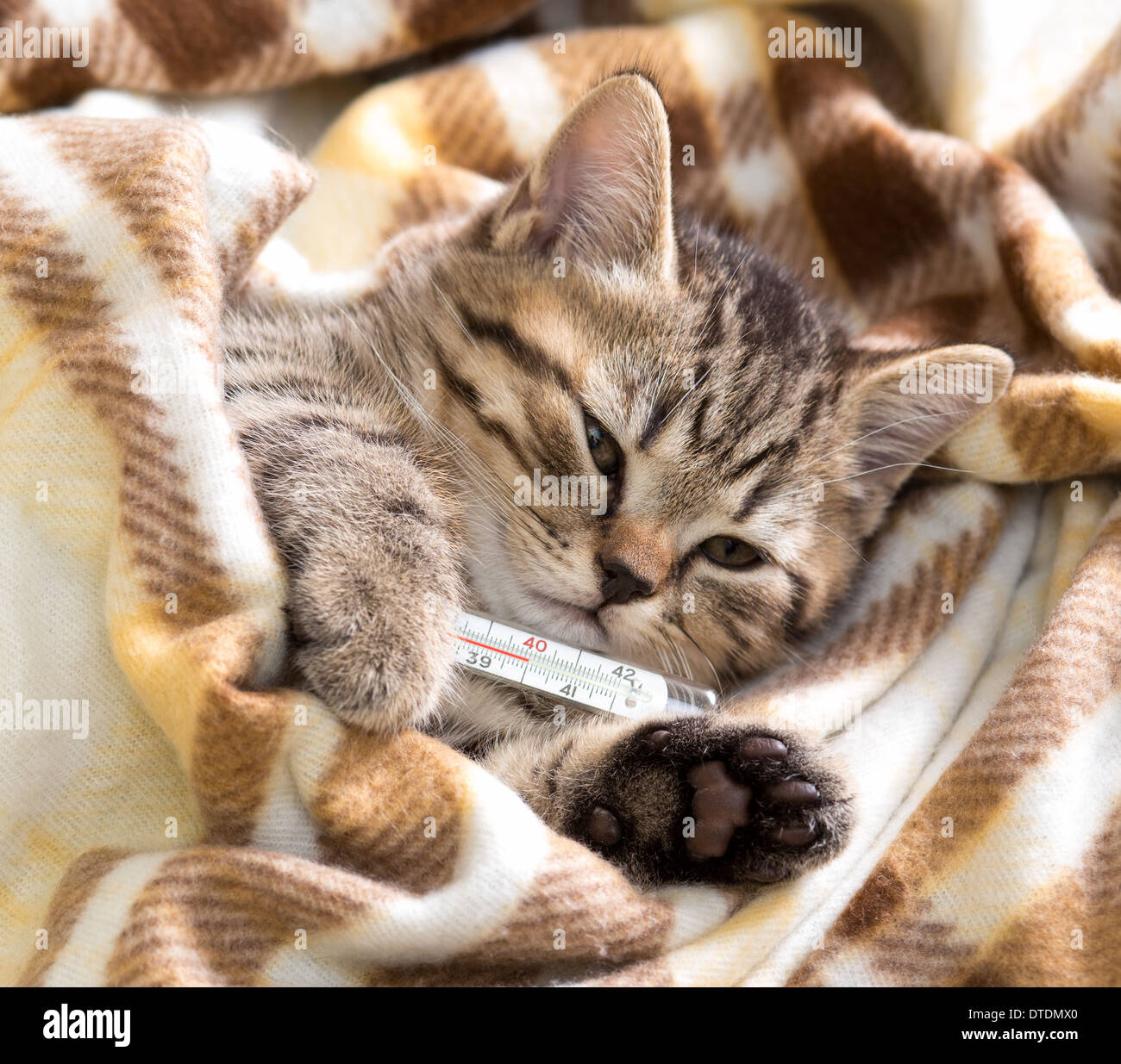 Ill gattino giacente ad alta temperatura Foto Stock