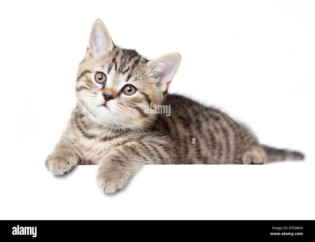 Gatto o gattino isolato giacente Foto Stock