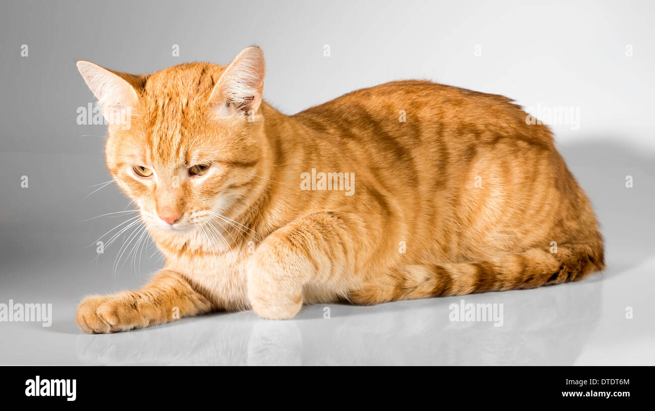Colore arancione gatto su sfondo bianco Foto Stock