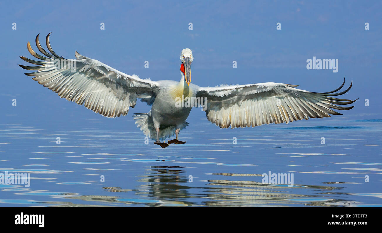Pellicano dalmata lo sbarco sul lago di Kerkini Foto Stock