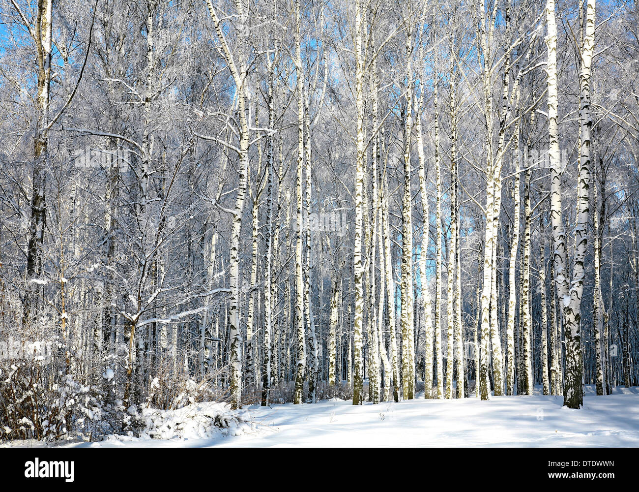 Foresta di inverno in tempo soleggiato Foto Stock