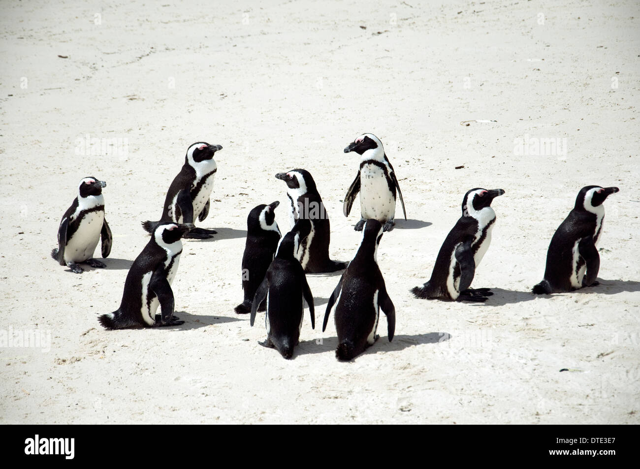 In una città di Simon spiaggia denominata massi una colonia di pinguini africani (che si accoppiano per tutta la vita) all'infinito deliziare i turisti Foto Stock