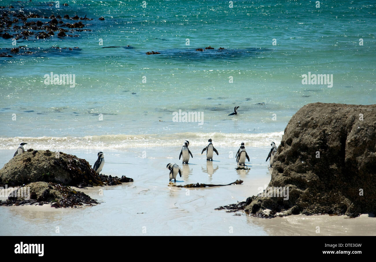 In una città di Simon spiaggia denominata massi una colonia di pinguini africani (che si accoppiano per tutta la vita) all'infinito deliziare i turisti Foto Stock
