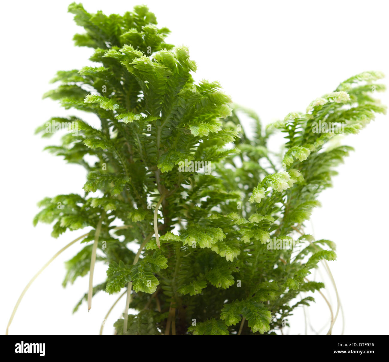 Selaginella, fioraio tropical moss isolati su sfondo bianco Foto Stock