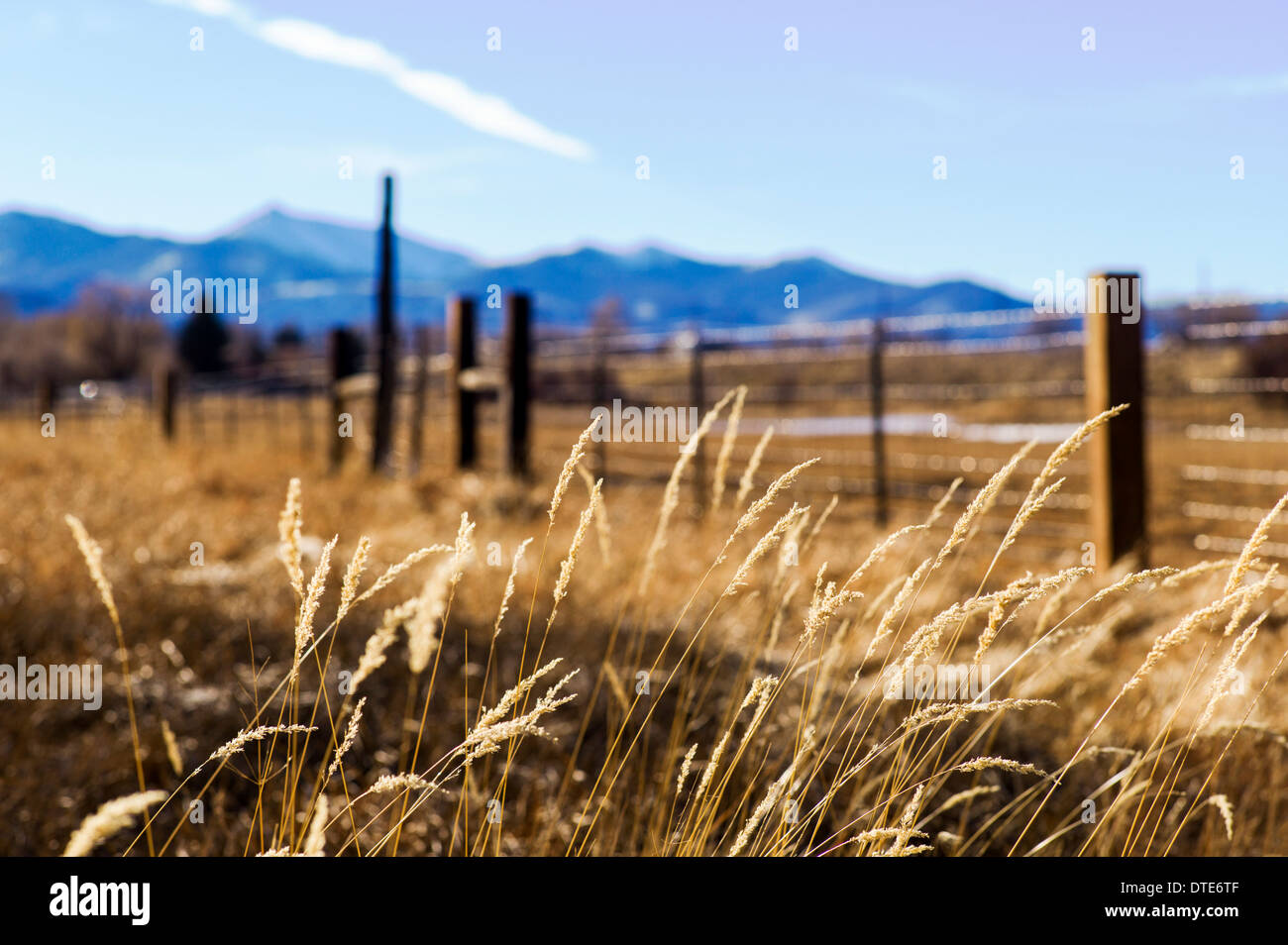 Erba di pascolo è assopito su ranchland vicino Salida, Colorado, STATI UNITI D'AMERICA Foto Stock