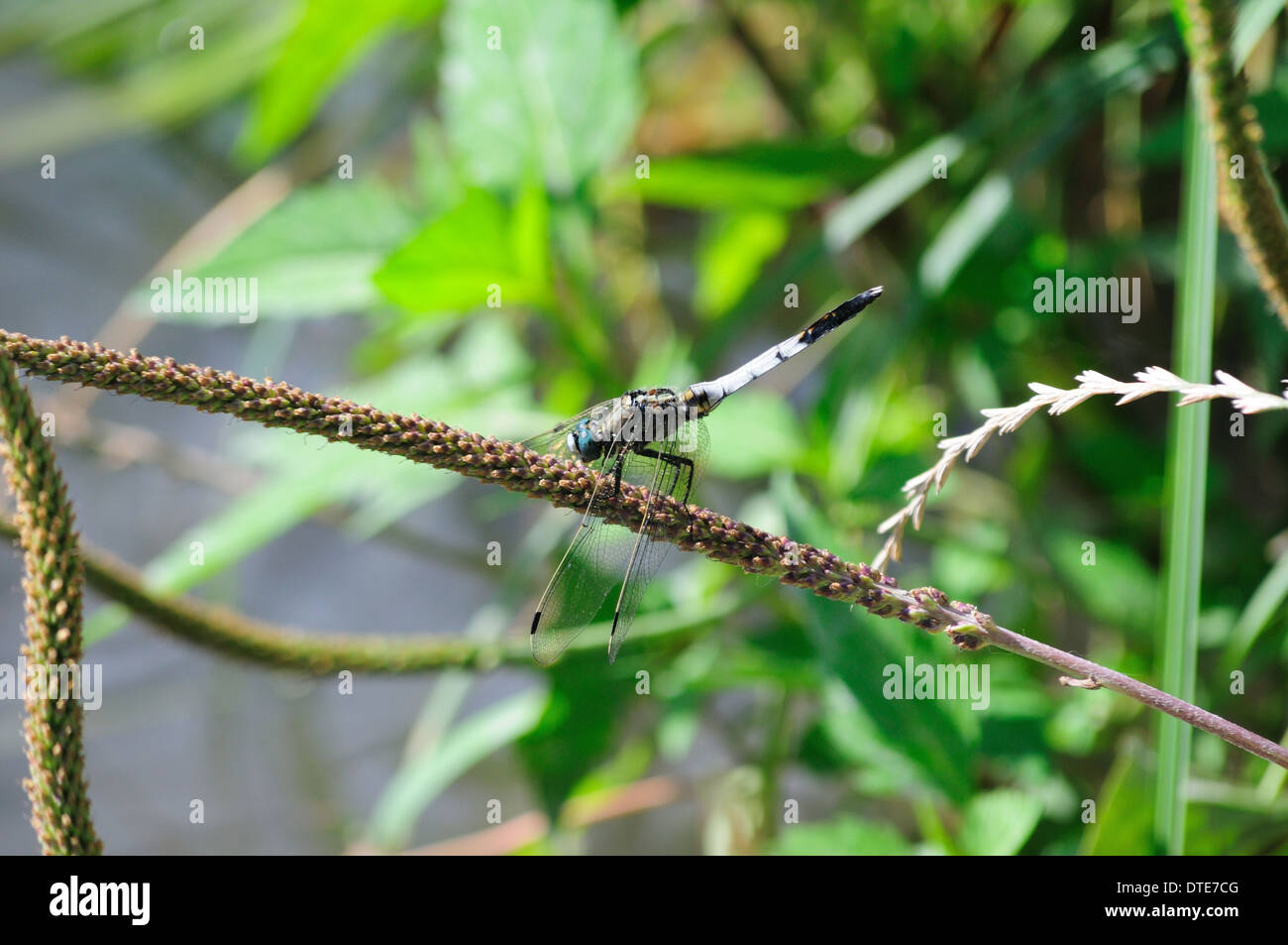 Immagine di una libellula che guarda sul fiume Foto Stock