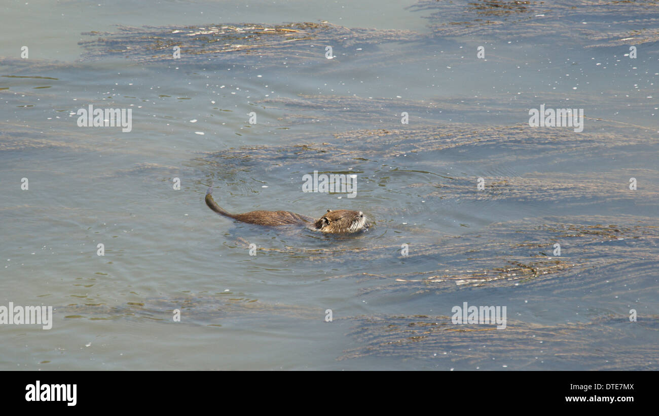"River Rat' coypu nuoto in L'Aude river in Carcassonne Foto Stock