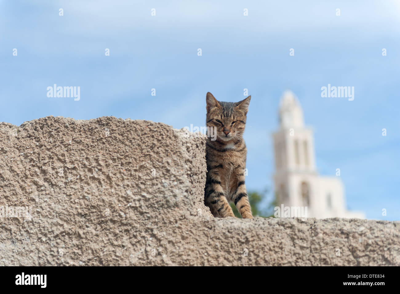 Street cat in Grecia Santorini Foto Stock