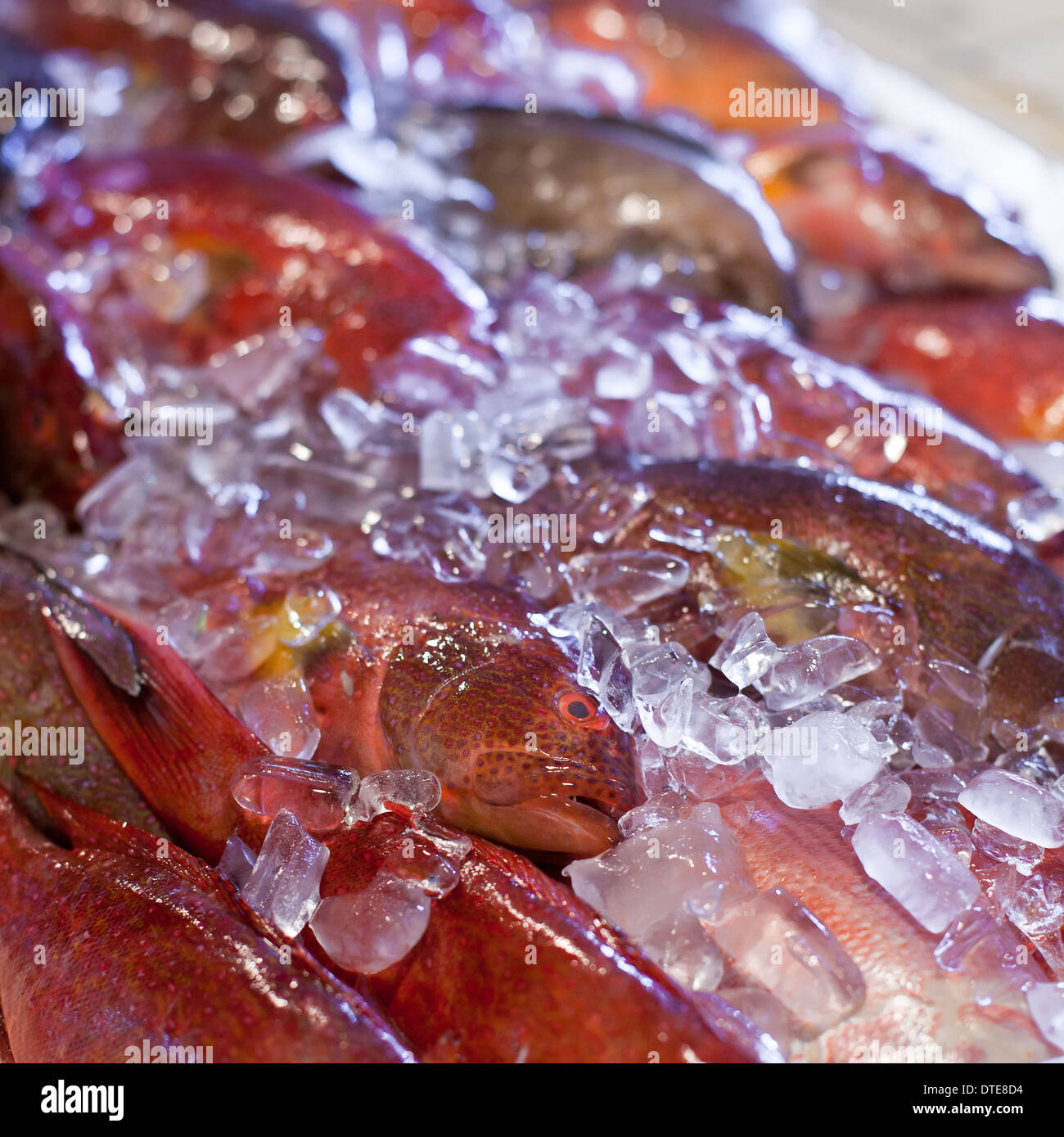 Piatti a base di frutti di mare freschi nel mercato asiatico, aragoste gamberi e pesce. Foto Stock