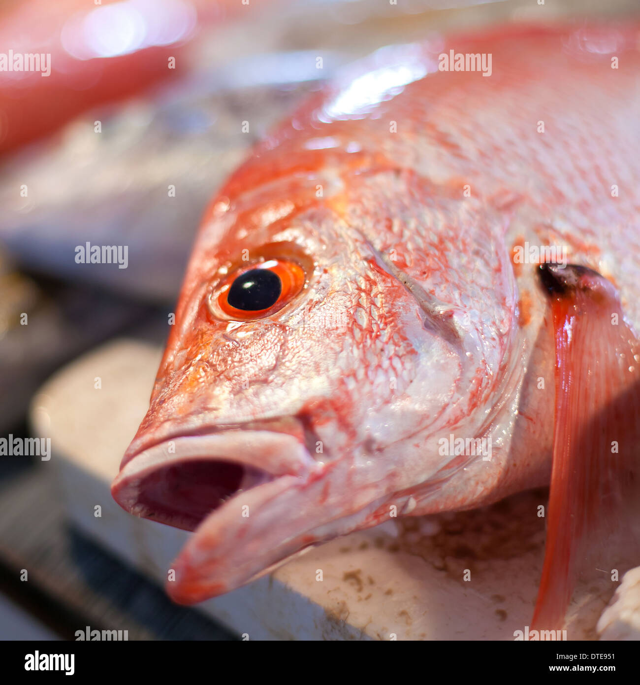 Di Lapu Lapu, dentice e tonno, pesce sul mercato asiatico Foto Stock