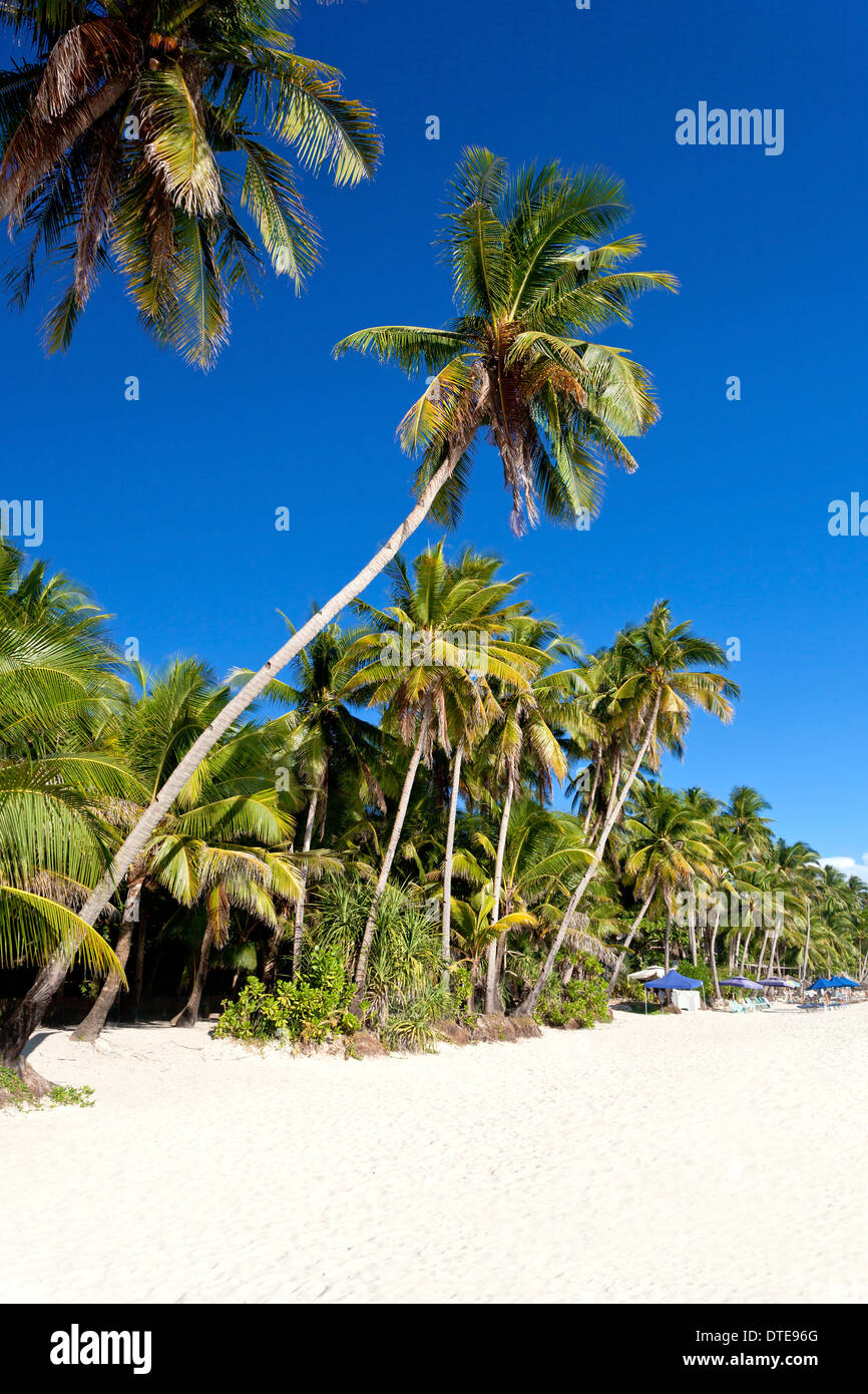 Palme da cocco sulla spiaggia di sabbia bianca, nessuno. Filippine. Foto Stock