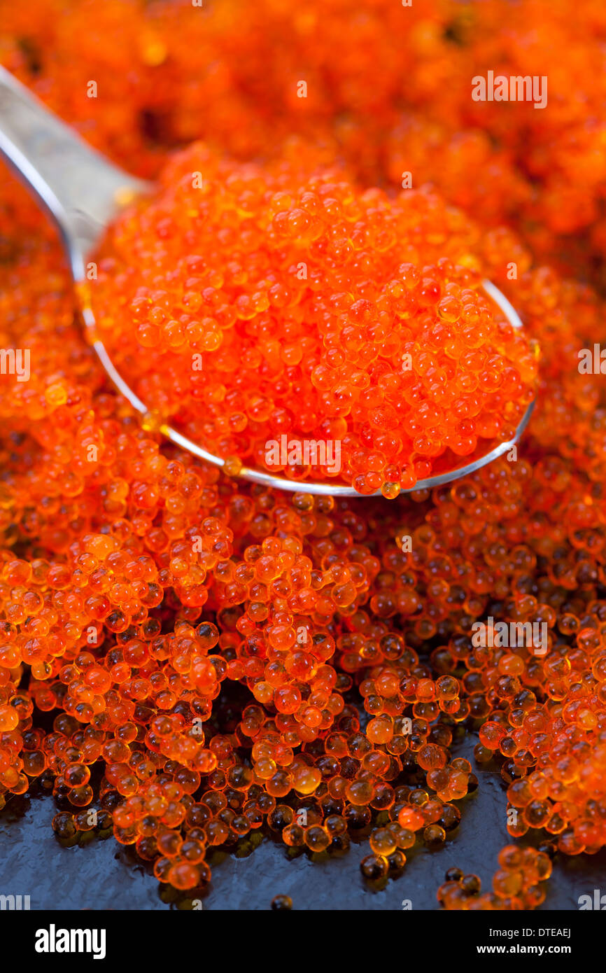 Tobiko o Flying Fish Roe - un esempio dello strano o strano cibo mangiato dalle persone di tutto il mondo Foto Stock