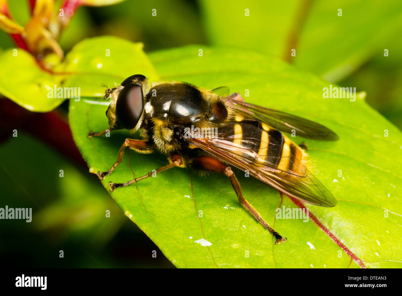 Grande REGNO UNITO hoverfly, Sericomyia silentis, appoggiato su una foglia di fucsia 'Genius' in un giardino di Plymouth Foto Stock