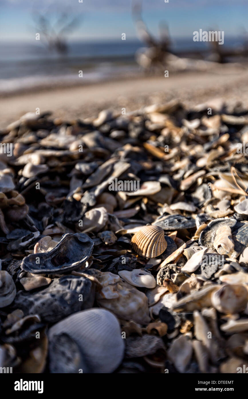 Conchiglie di mare lungo la spiaggia di cimitero a Botany Bay Plantation Febbraio 16, 2014 in Edisto Island, nella Carolina del Sud. Ogni anno 144.000 metri cubi di sabbia è lavato via con le onde sulla spiaggia e nearshore erodendo la foresta costiera lungo il fronte spiaggia. Foto Stock