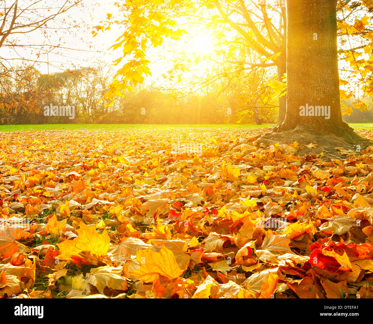Sunny fogliame di autunno Foto Stock Sunny fogliame di autunno Foto Stock