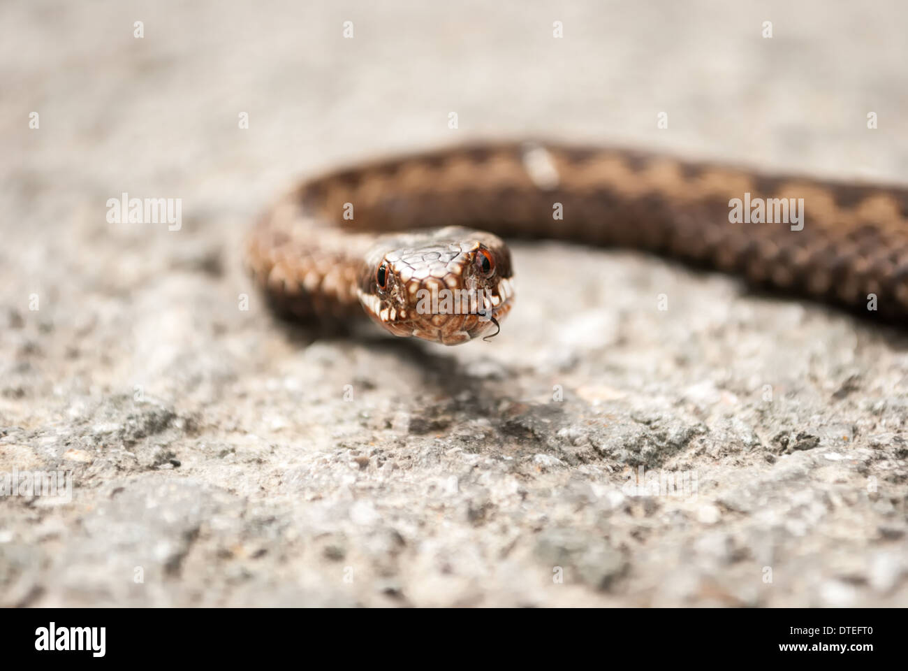 Vipera berus testa di serpente dettaglio Foto Stock
