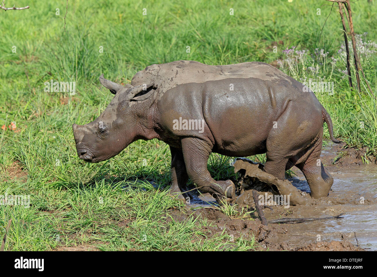 A imboccatura larga rinoceronte, giovani dopo aver mudbath, Sabi Sabi Game Reserve, Kruger National Park, Sud Africa / Foto Stock