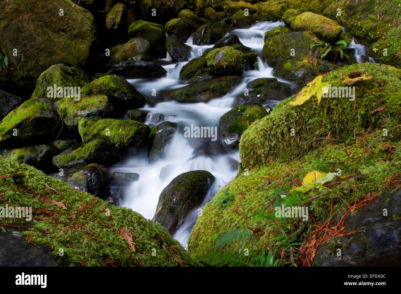 Vista panoramica del mazzetto Creek Falls (inferiore) South Shore Road del Lago Quinault, il Parco Nazionale di Olympic, Washington, Stati Uniti d'America nel novembre Foto Stock