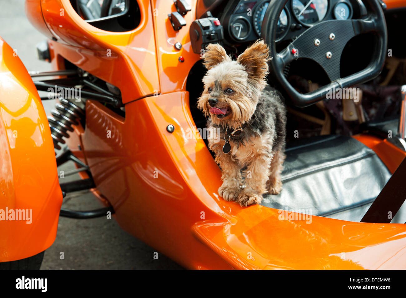 Un Yorkshire Terrier (Canis lupus familiaris) in una Campagna T-Rex 14-RR tre ruote Cyclecar motociclo. Foto Stock