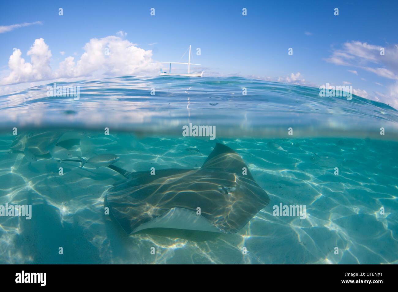 Split shot di un rosa Whipray, Himantura fai, il Banyan Tree, Vabbinfaru, North Male Atoll, Maldive Foto Stock