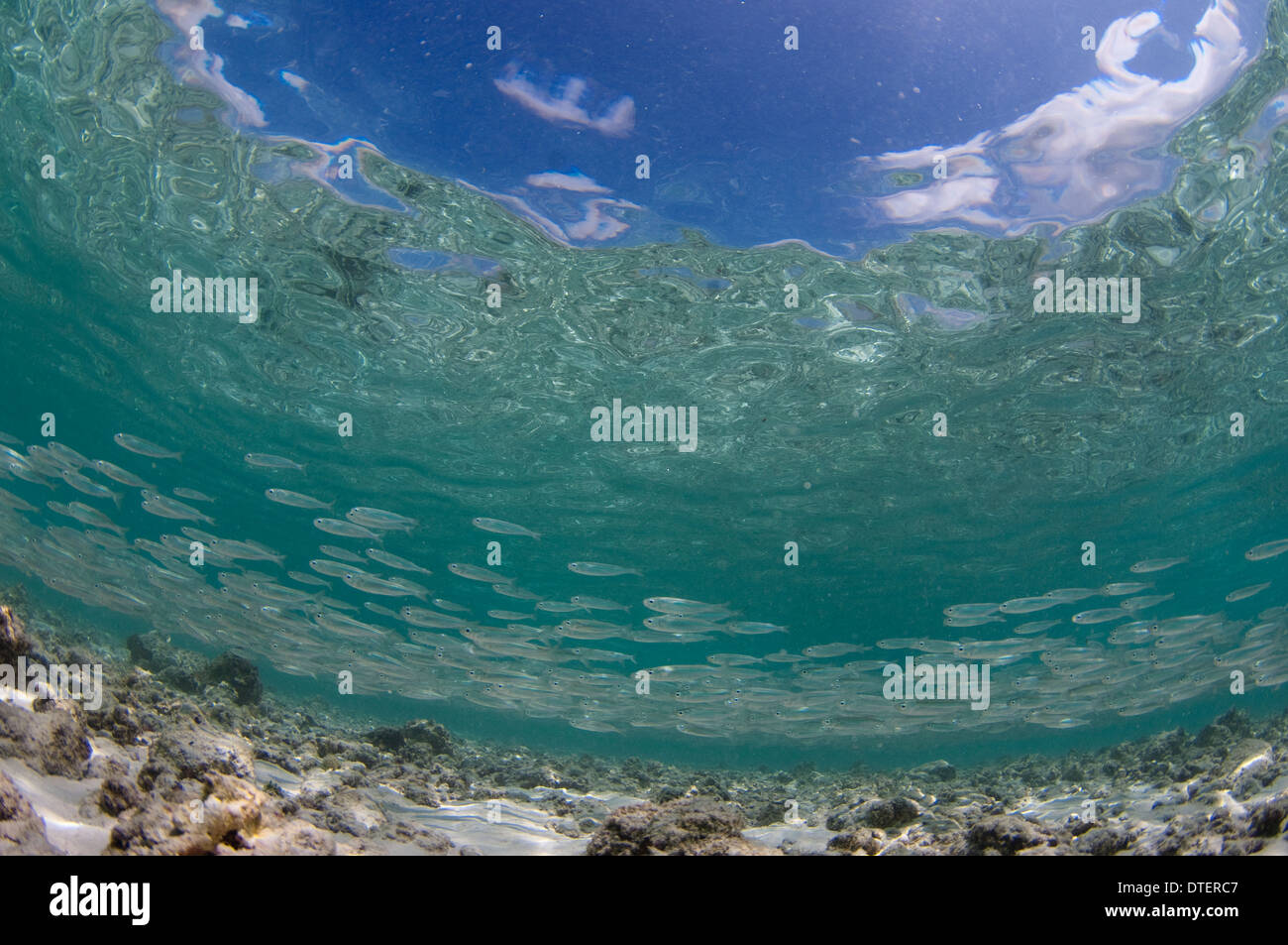 Grande Scuola di obeso scad, Selar crumenophthalmus, nei fondali bassi, curvatura, South Malé Atoll, Maldive Foto Stock