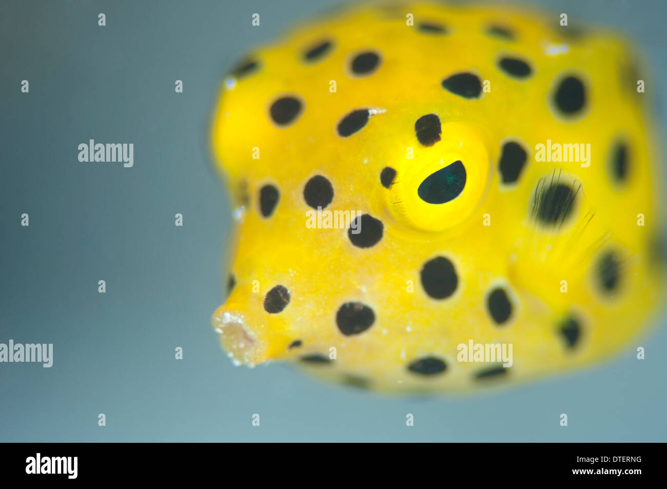 I capretti Boxfish giallo, Ostracion cubicus, Kandooma, ritratto, South Male Atoll, Maldive Foto Stock