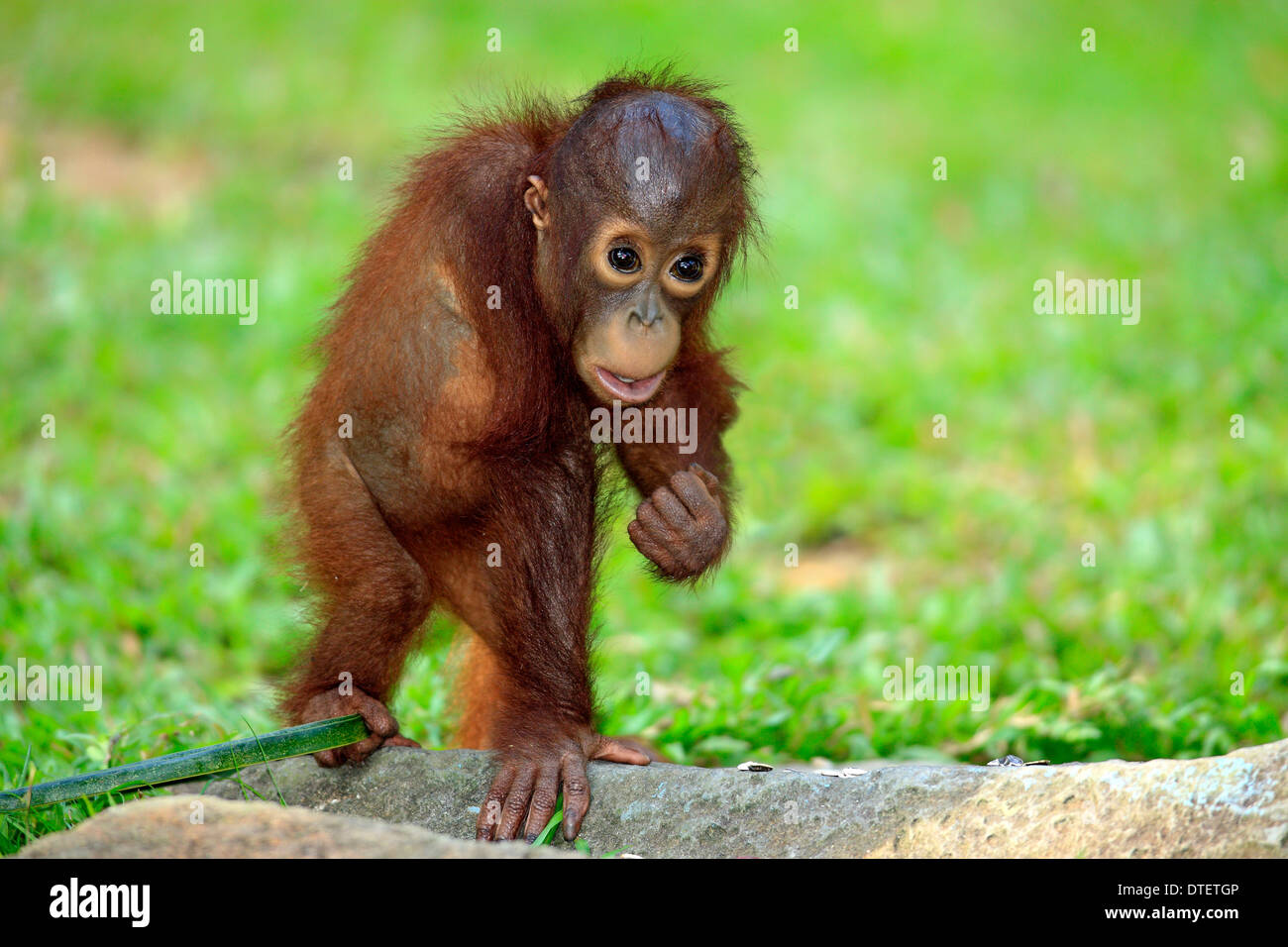 Orango, giovani / (Pongo pygmaeus) Foto Stock