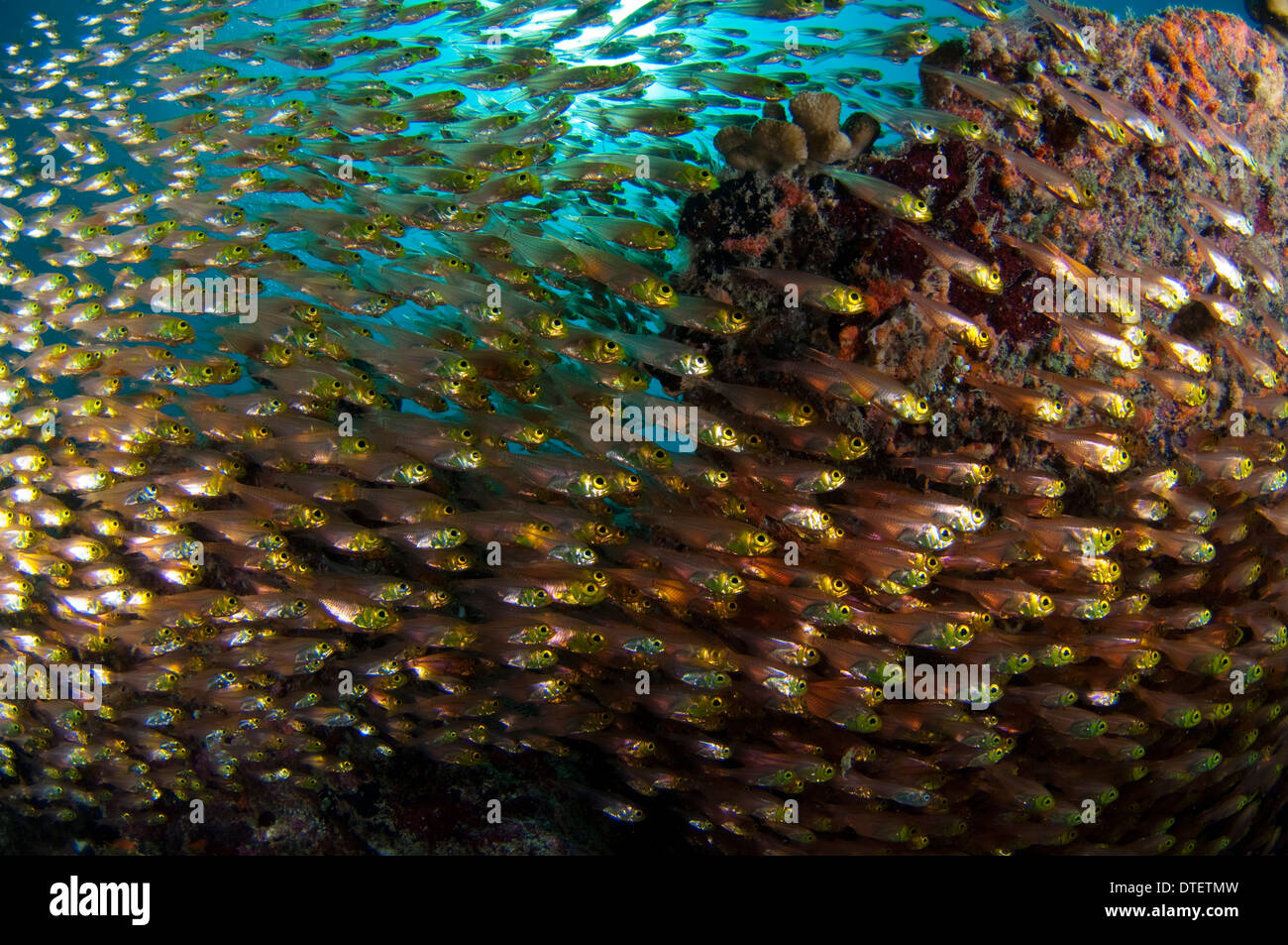 Grande scuola di Golden spazzatrice, Parapriacanthus ransonneti, profilo South Malé Atoll, Maldive Foto Stock