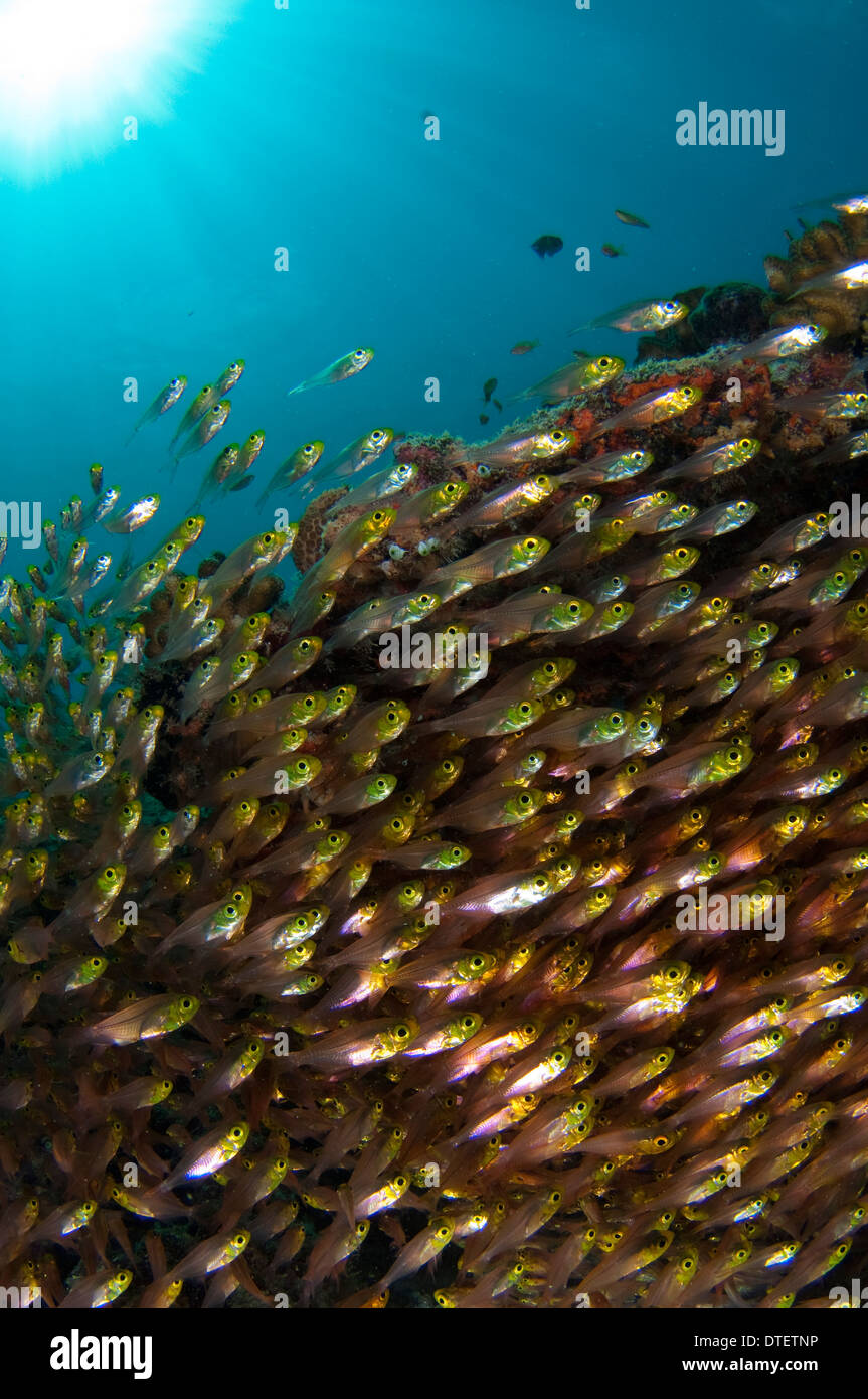 Grande scuola di Golden spazzatrice, Parapriacanthus ransonneti, profilo South Malé Atoll, Maldive Foto Stock
