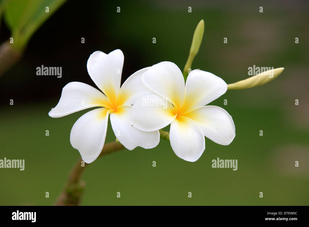 Il Frangipani bianco, Kota Kinabalu, Sabah Borneo, Malesia / (Plumeria pudica) Foto Stock