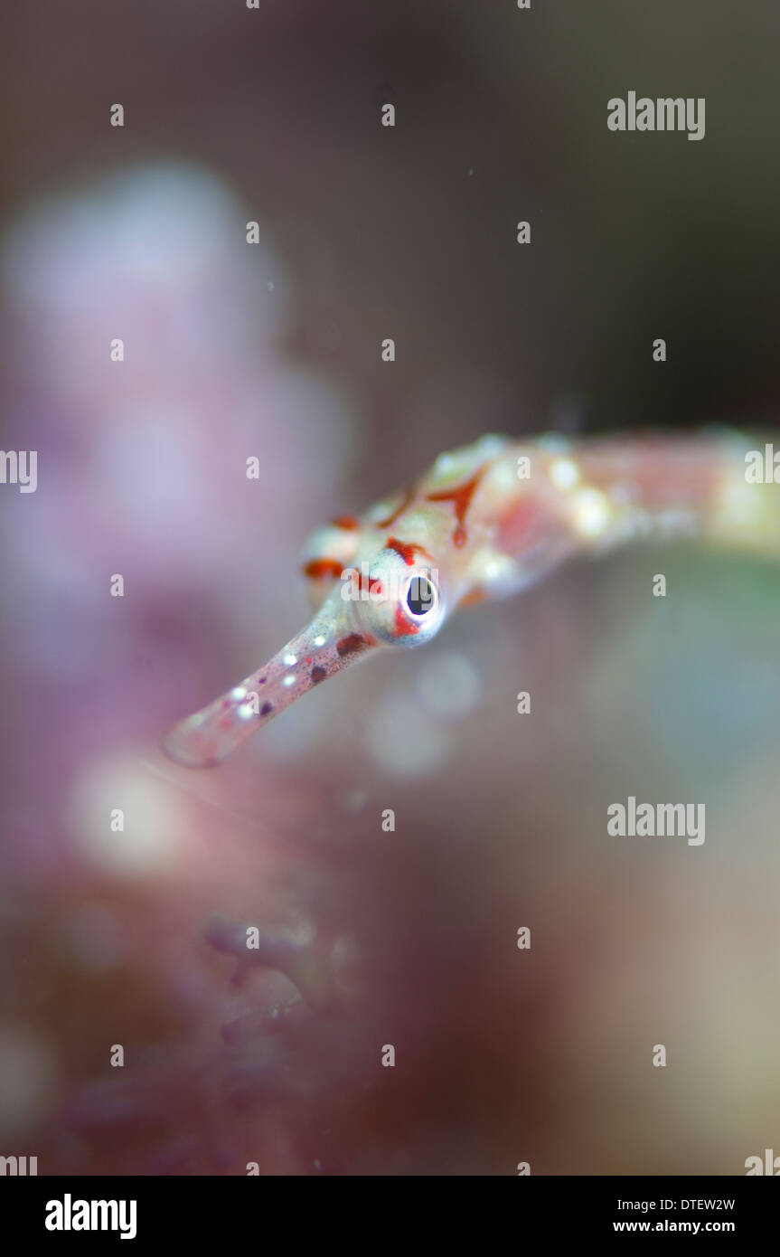 Cheeked Pipefish, Corythoichthys insularis, ritratto, South Malé Atoll, Maldive Foto Stock