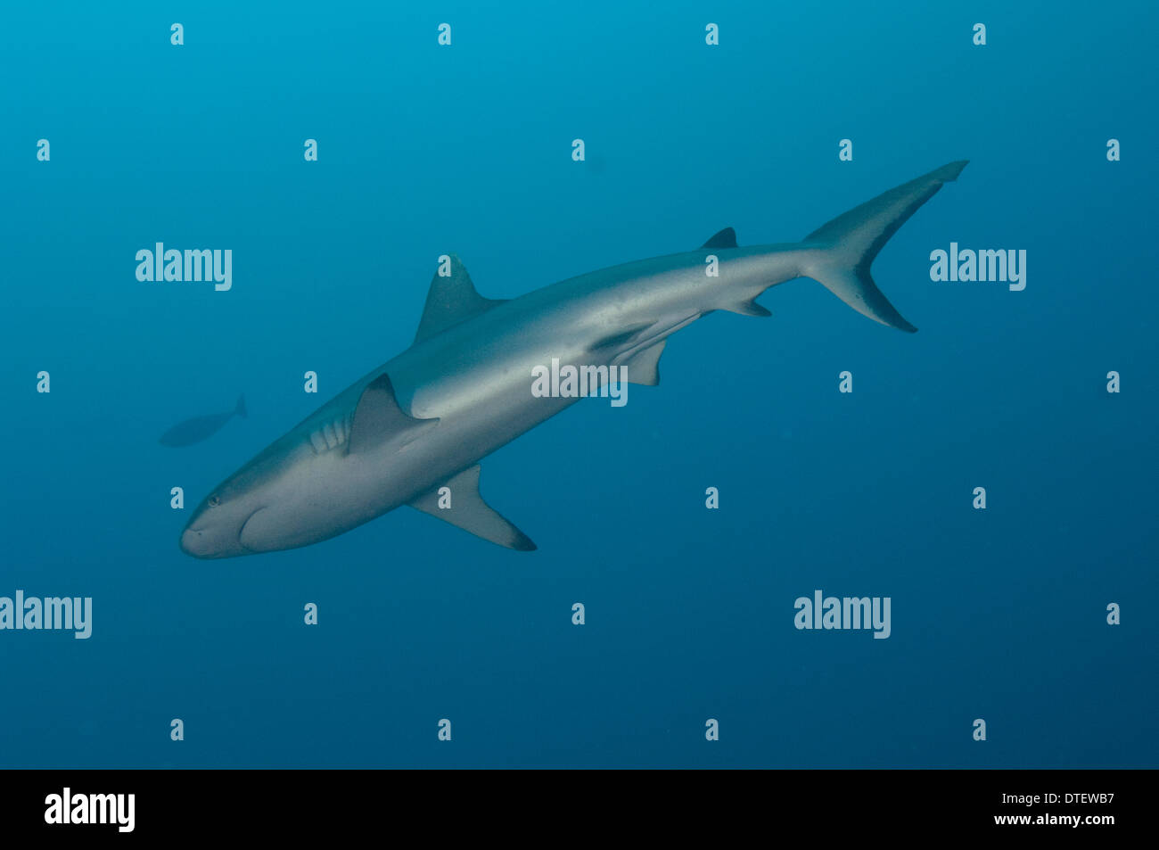 Grey Reef Shark Carcharhinus amblyrhynchus, nuoto nel blu, profilo, dal di sotto, South Malé Atoll, Maldive Foto Stock