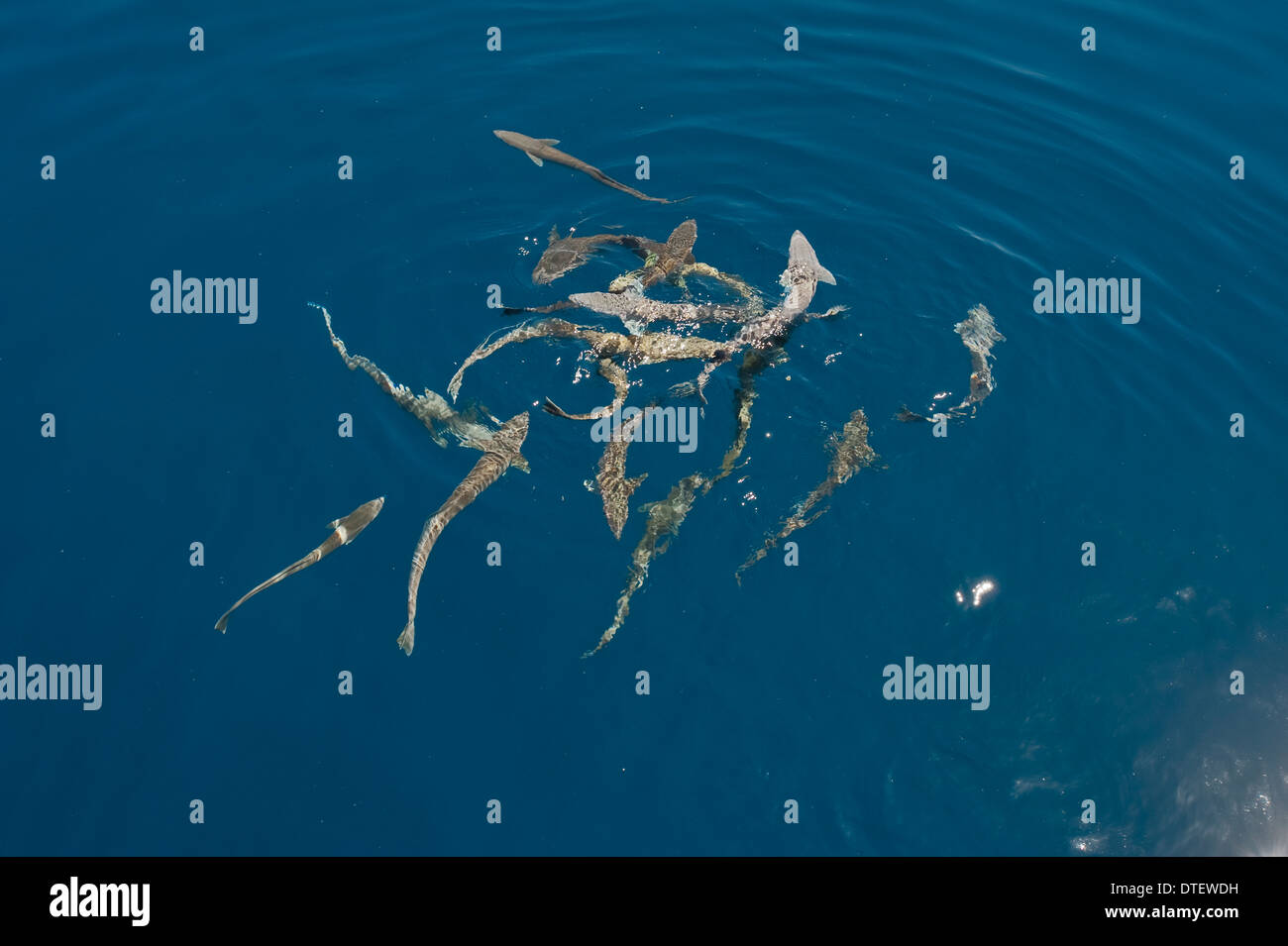 Scuola di Sharksuckers, Echeneis naucrates, vicino alla superficie, le Maldive Foto Stock