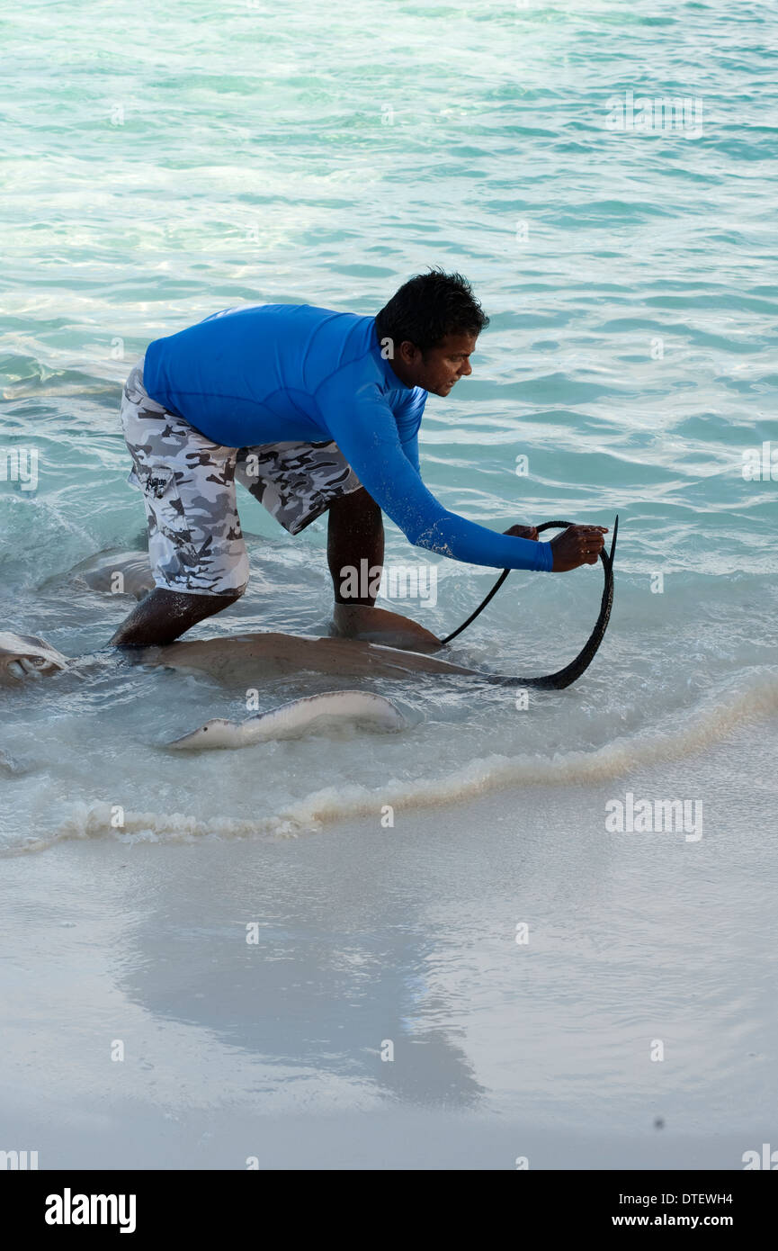 L'uomo mostra coda di Rosa Whiprays, Himantura fai, in acque poco profonde, Banyan Tree Vabbinfaru, North Malè Atoll, Maldive Foto Stock