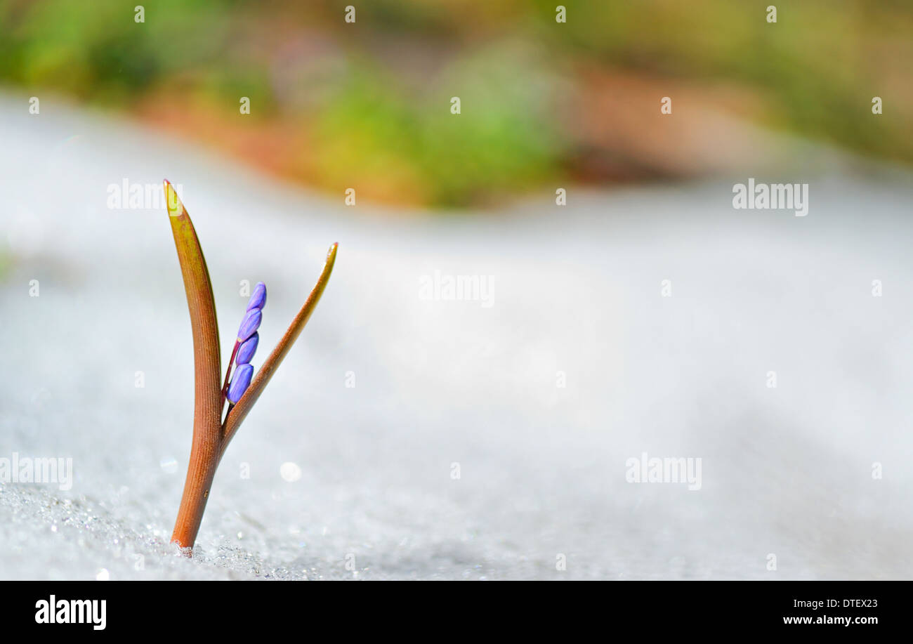 Blue fiori di primavera in uscita del ghiaccio Foto Stock