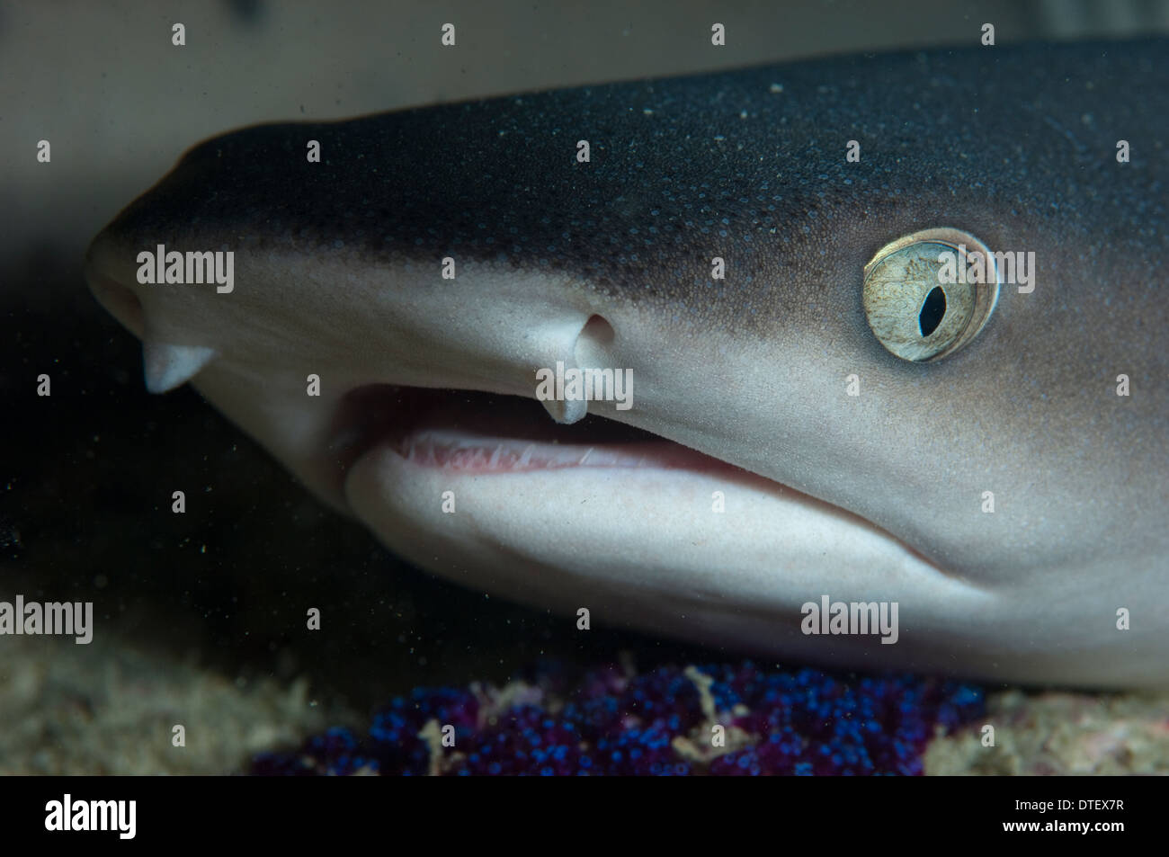 Whitetip Reef Shark, Triaenodon obesus, ritratto, Maldive Foto Stock