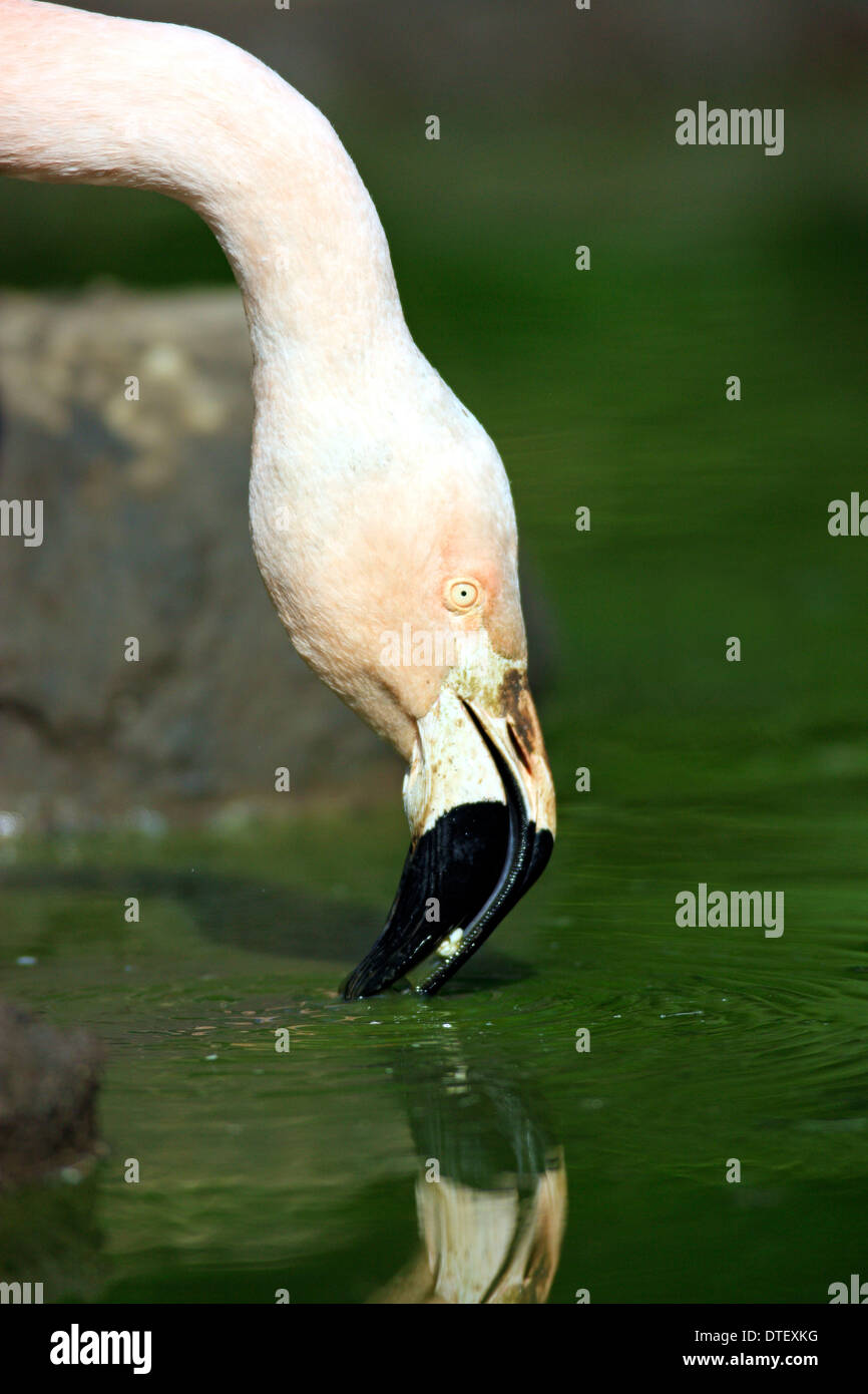 Fenicottero maggiore / (Phoenicopterus ruber roseus) Foto Stock