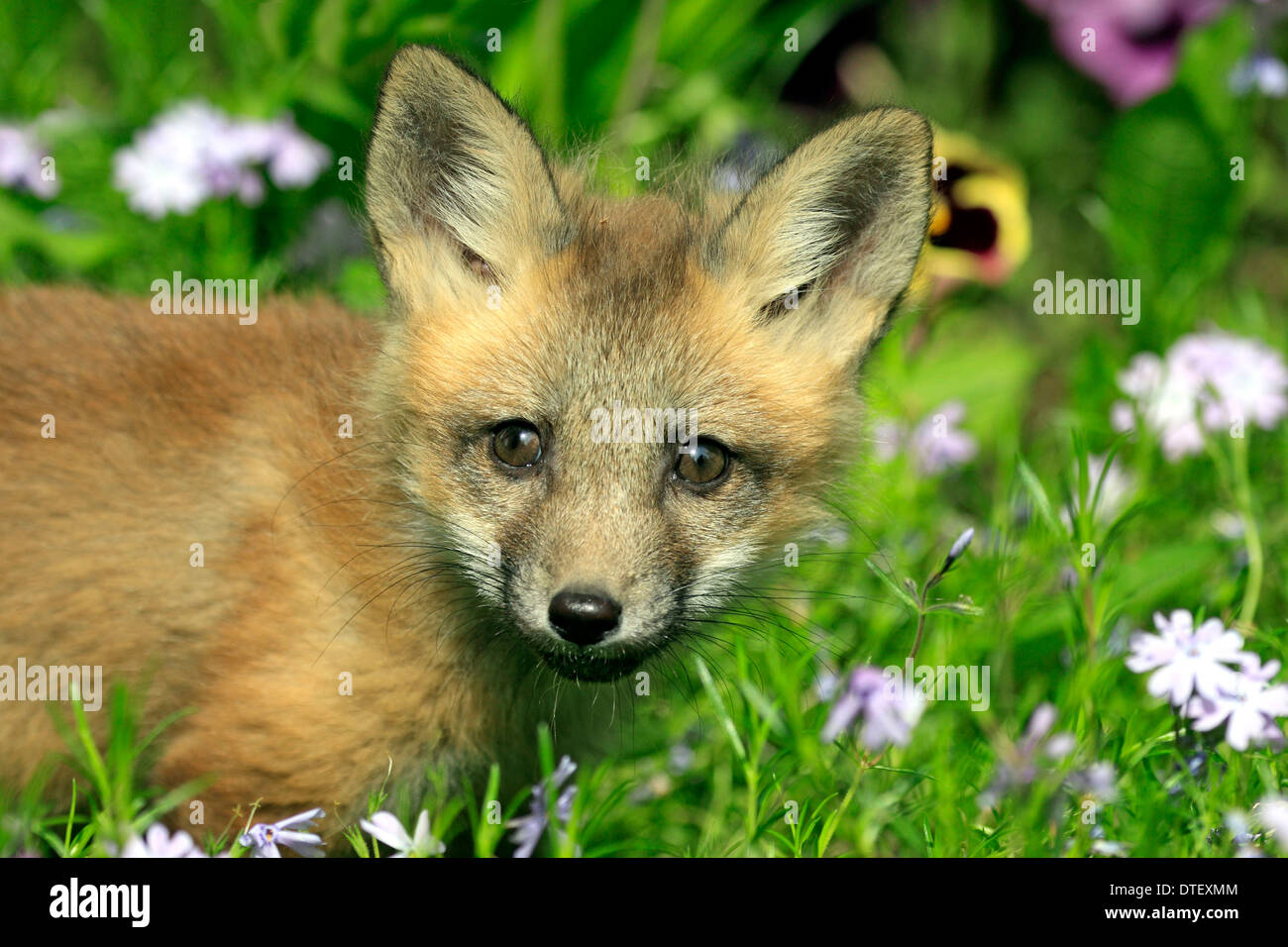 American Red Fox, cub, 10 settimane / (Vulpes vulpes fulva) Foto Stock