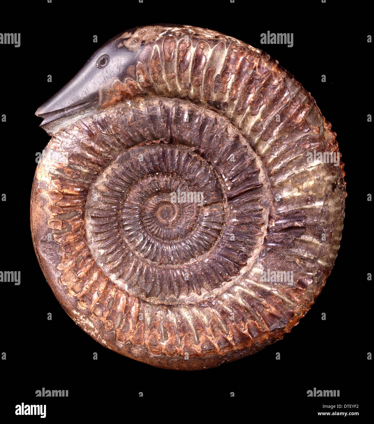 Dactylioceras commune, ammonita Foto Stock