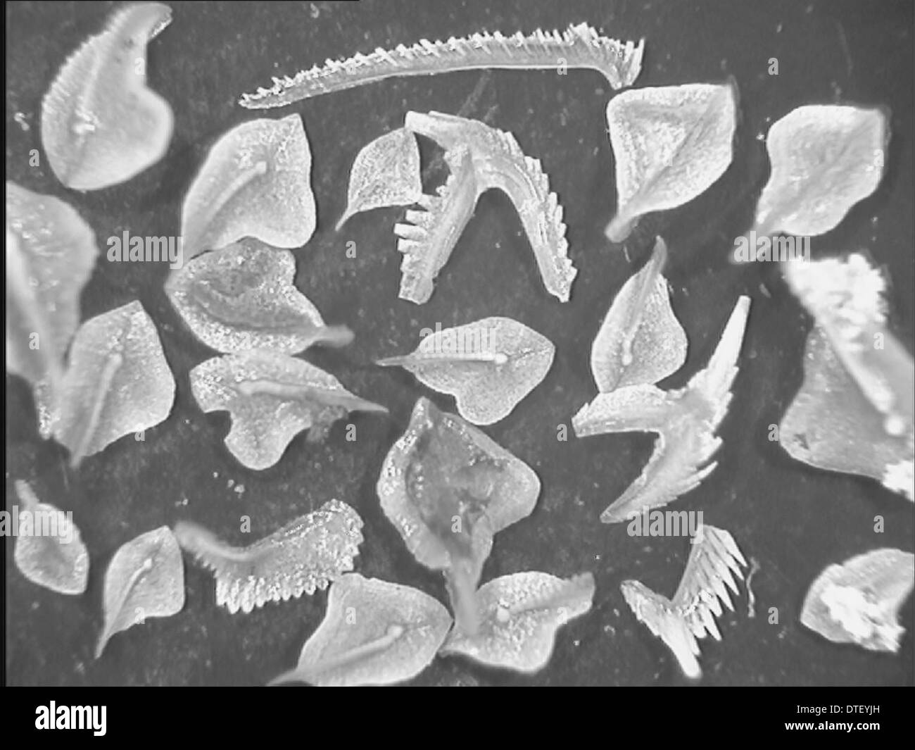 Conodont fossili Foto Stock